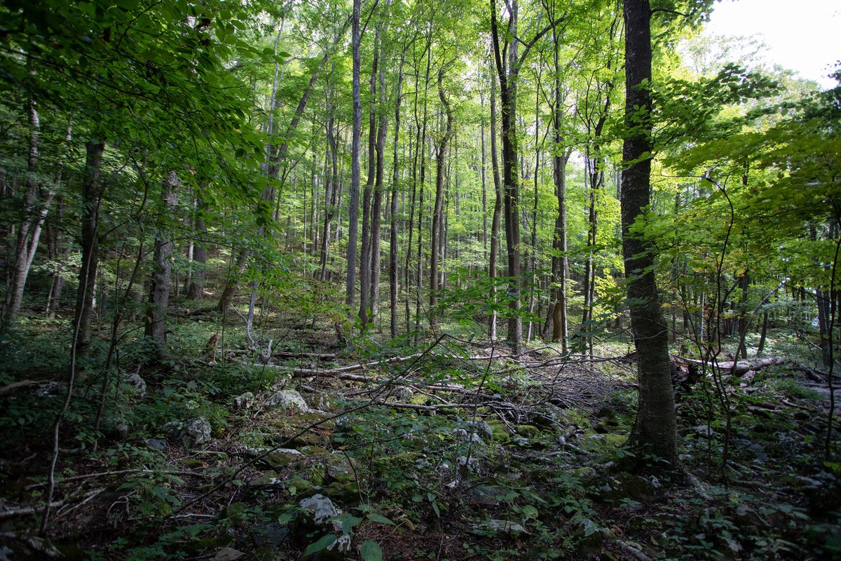 Ref_Pics's tweet image. Free reference pack!

174 high res shots from Shenandoah National Park. Lots of lovely forests, gorgeous lighting, and juicy rocks.

Share the love. ♥

Reference.Pictures/South-River-Fa…