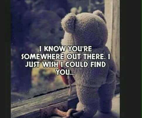 spaniel alert tweet media