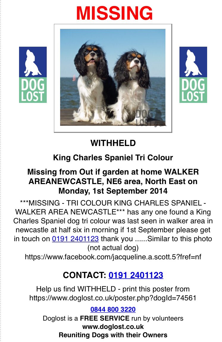 spaniel alert tweet media