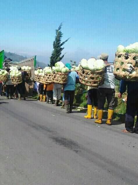 AtasWiroyoso's tweet photo. @tribunnews aktifitas warga desa PASURENAN BATUR BANJARNEGARA yang menjadi kuli pikul sayuran dieng https://t.co/CrCIjneDrr