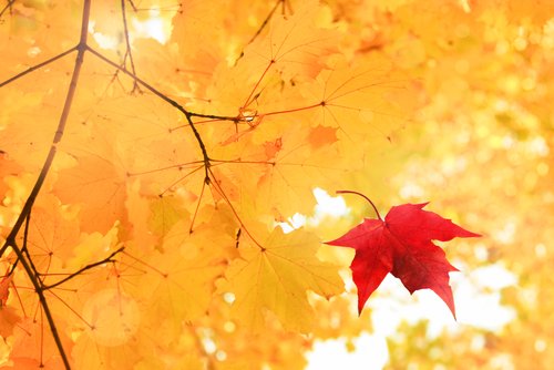 PunctualAbstrac's tweet photo. Happy first day of #fall! As the new season begins, remember #PunctualAbstract is here for all of your #abstracting needs! https://t.co/mUoWJcdtZg
#FirstDayOfFall #HappyFirstDayOfFall #Autumn https://t.co/58ezRiFA7C