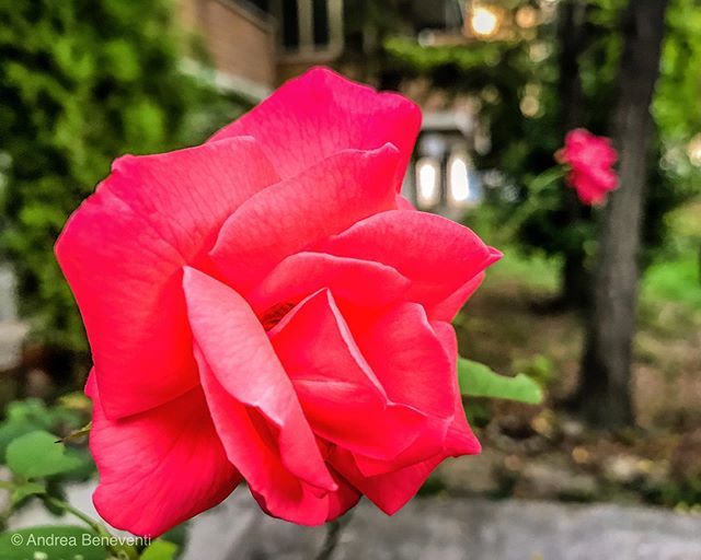 bengodi's tweet photo. È già quasi ottobre.. le rose tornano a sbocciare
#enlightapp #ShotWithHalide #vsco #olloclip #lightroommobile #enlightquickshot #modena_dintorni #iphonography #iphoneps #iphone #ShotOniPhone #1photoaday #project365 @smarthashapp https://t.co/YnE5zpRaeV https://t.co/LA0PuMorx8