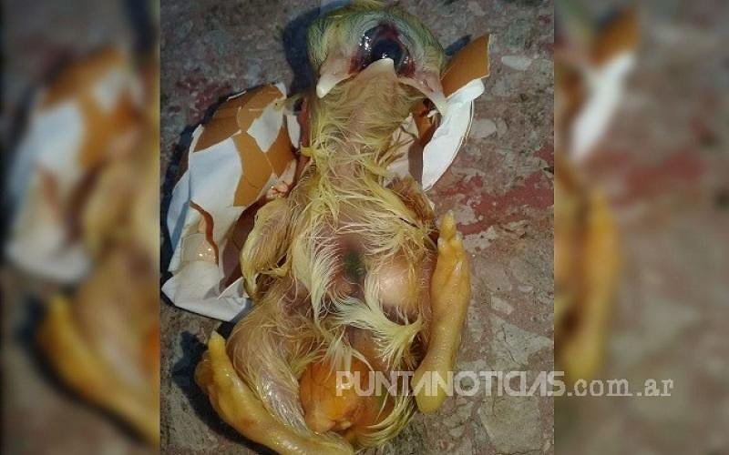 PuntaNoticias's tweet photo. Bajo Hondo: sorpresa por huevo de gallina con embrión con “2 cabezas, 3 picos y 1 ojo grande”.
Leelo en:
https://t.co/C0YhFcBP2E https://t.co/T8kSjKnOHA