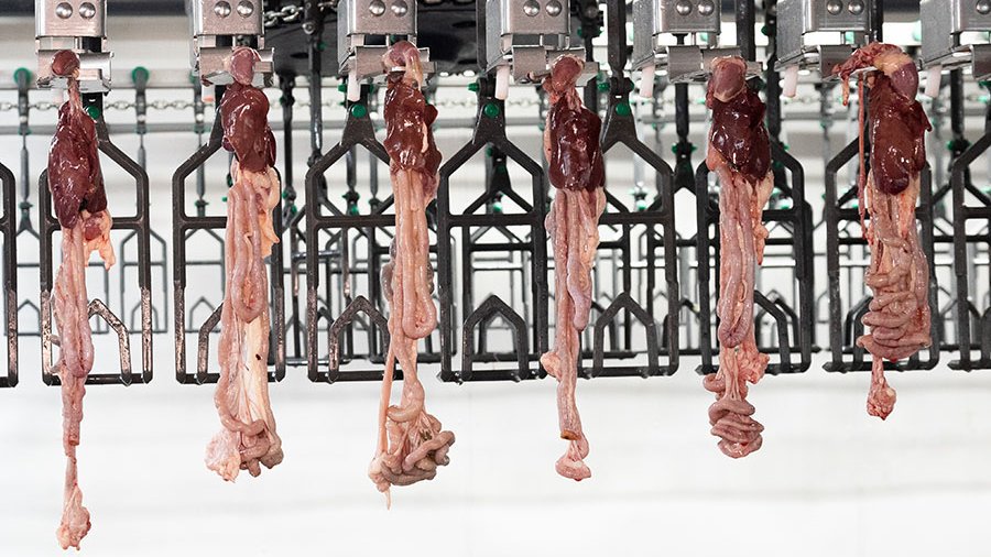 MeynPoultry's tweet image. Meyn will participate in CIMIE from 26 to 28 September. We take this opportunity to introduce the next-generation version of the Maestro, the Maestro Plus. This updated system enables processors to harvest organs with full in-line automation. Visit us in Hall 5 | Booth C5013-2.