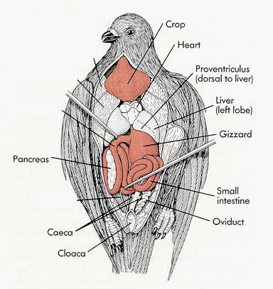 DownsideEnglish's tweet photo. Self-criticism, Hamlet-style: "I am pigeon-livered". https://t.co/iFU7jfbaFc