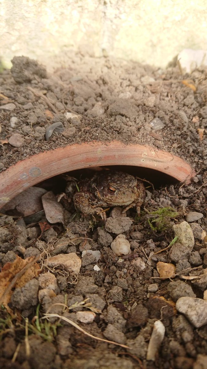 mowden_hall's tweet image. As part of Woodland Week, Year 3 built Toad Hall, today we have our first potential house guest! #Britishwildlife #rspbwildchallenge