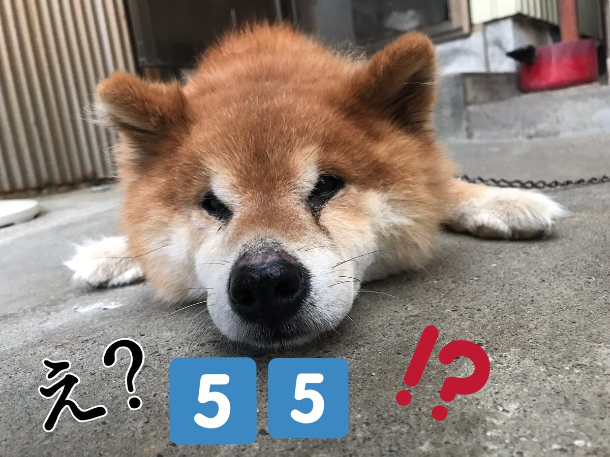 ホッチキス 父曰く うちの犬 ワンチャン年齢を人間換算すると な ん と ฅฅ D 稲葉さんとおなじ55歳らしい 稲葉浩志誕生祭 ホッチキス 父曰く うちの犬 ワンチャン年齢を人間換算すると な ん と ฅฅ D 稲葉さんとおなじ55歳らしい 稲葉浩志誕生祭