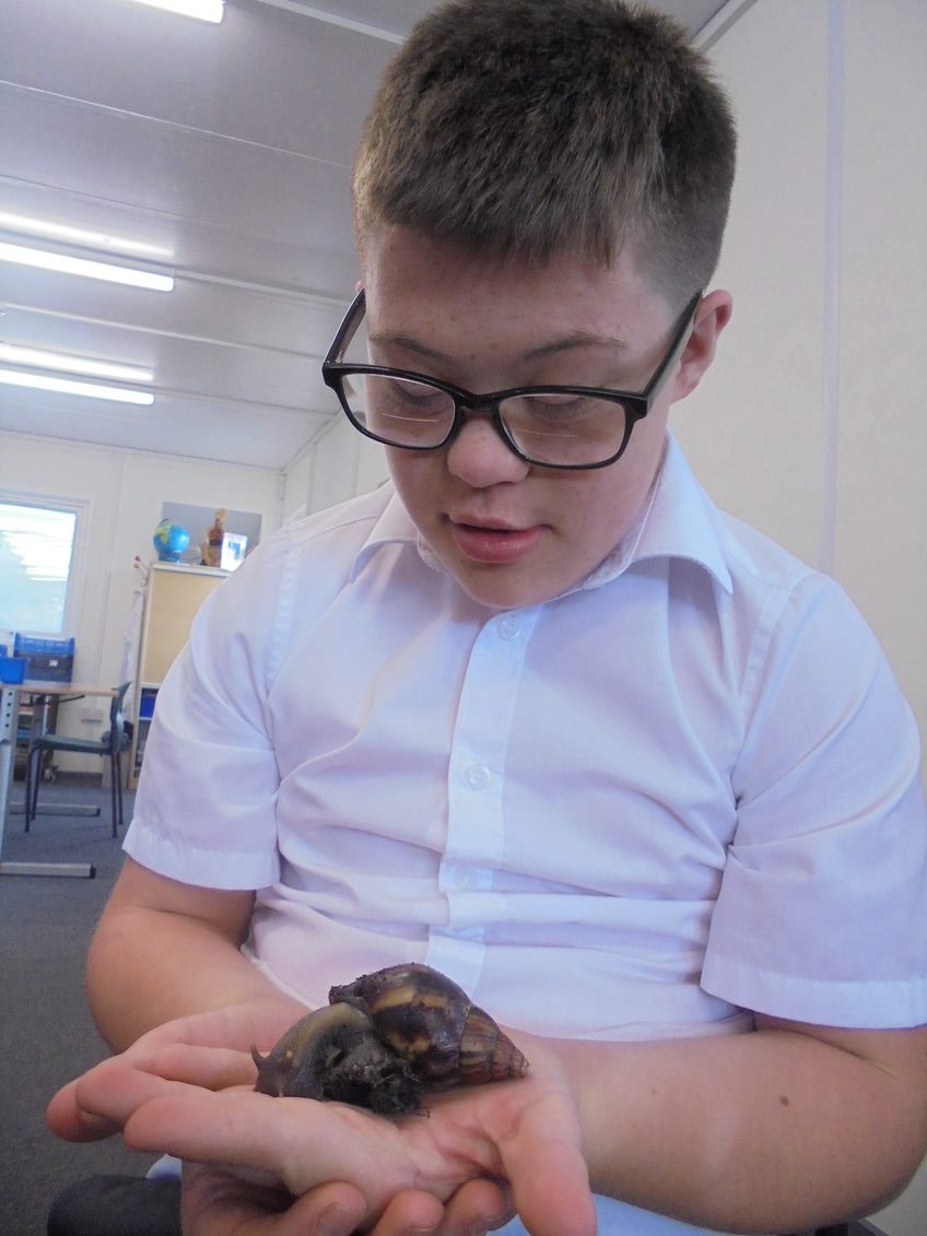 Sherbournetweet's tweet photo. Some pictures of our resident Giant African Land Snails, Herbie and Sherbie. They are about four times bigger than when we got them in the summer. The children have been enjoying helping look after them and learning about their care needs in Science lessons. https://t.co/8pSYlatyL1