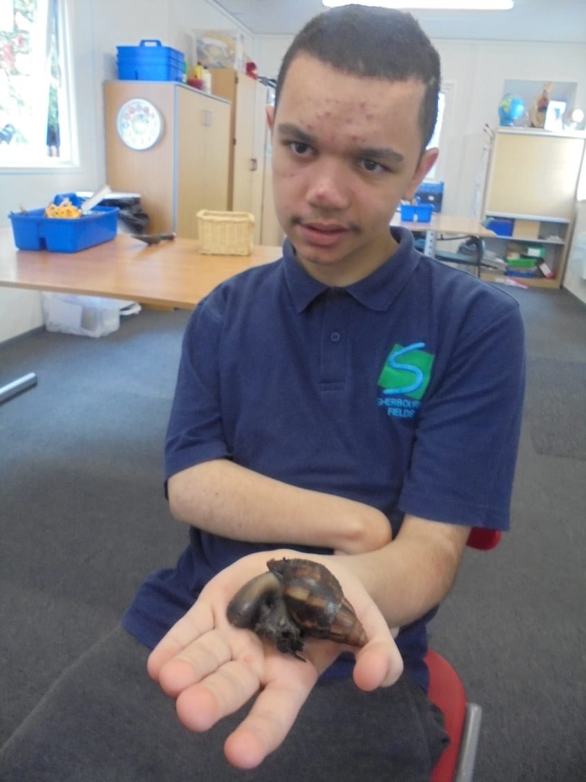 Sherbournetweet's tweet photo. Some pictures of our resident Giant African Land Snails, Herbie and Sherbie. They are about four times bigger than when we got them in the summer. The children have been enjoying helping look after them and learning about their care needs in Science lessons. https://t.co/8pSYlatyL1