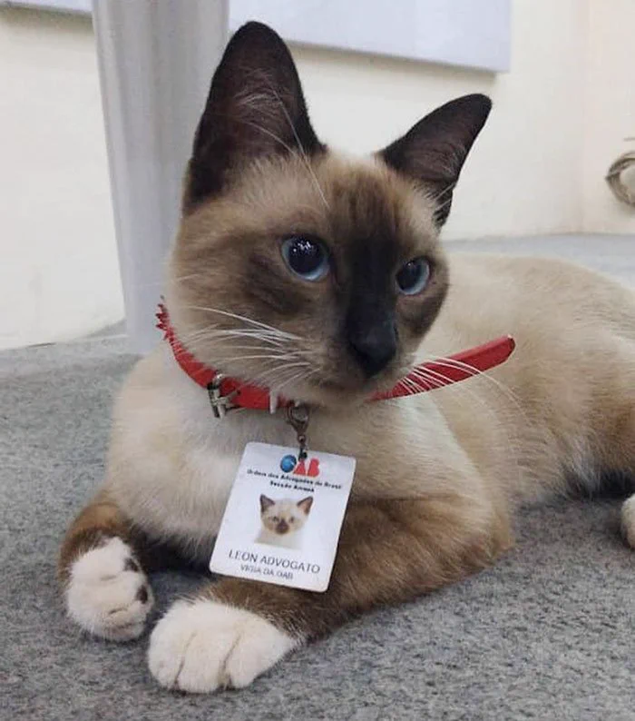 猫がブラジルで弁護士会の職員として採用された！？