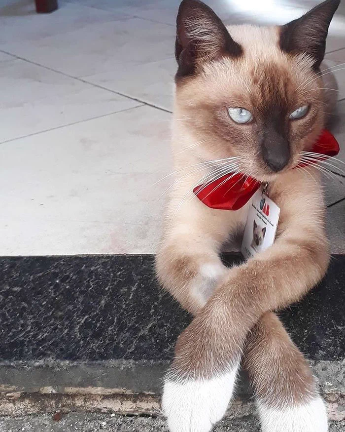 猫がブラジルで弁護士会の職員として採用された！？