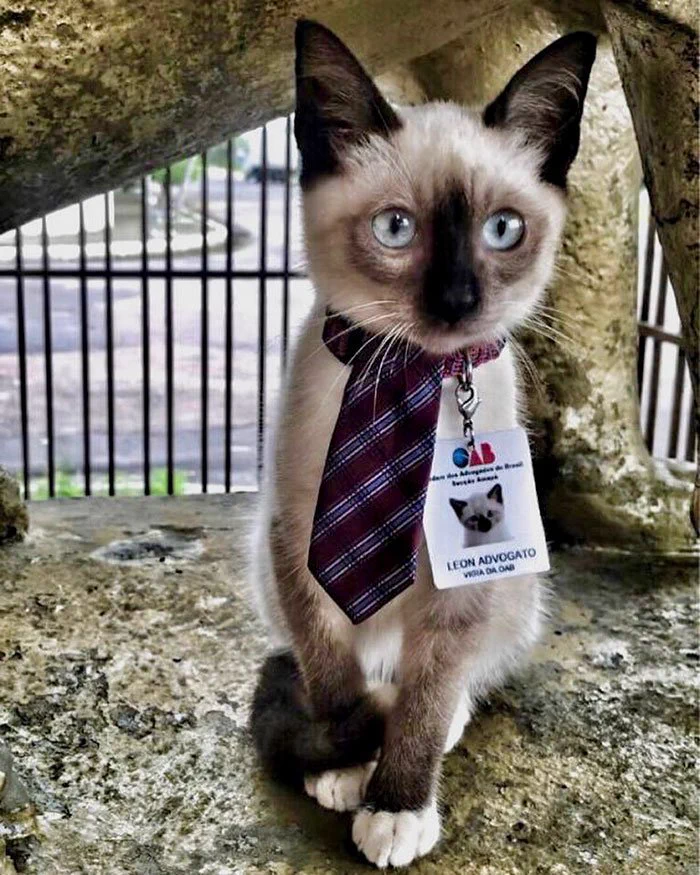 猫がブラジルで弁護士会の職員として採用された！？