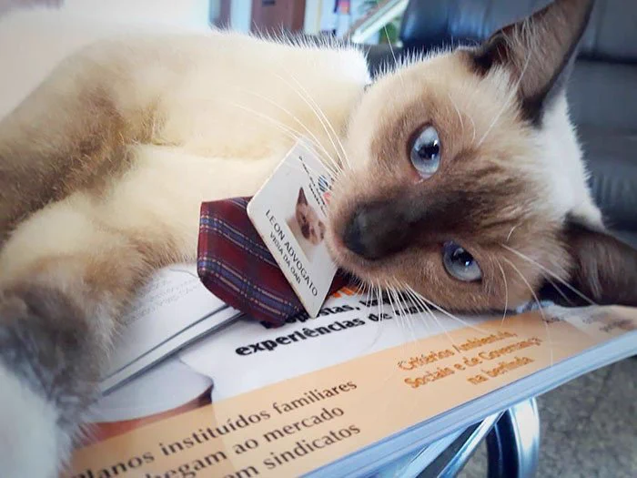 猫がブラジルで弁護士会の職員として採用された！？