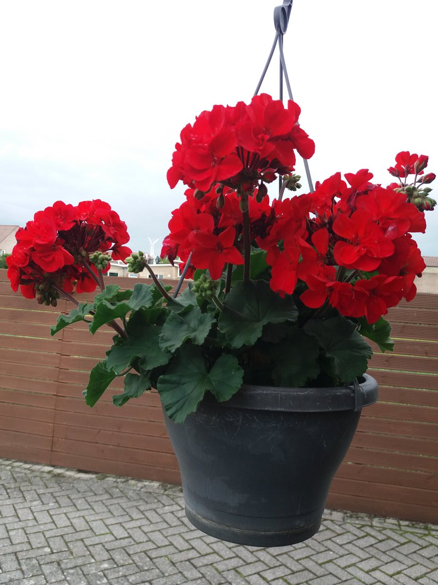 DANNY VANRUSSELT tweet media