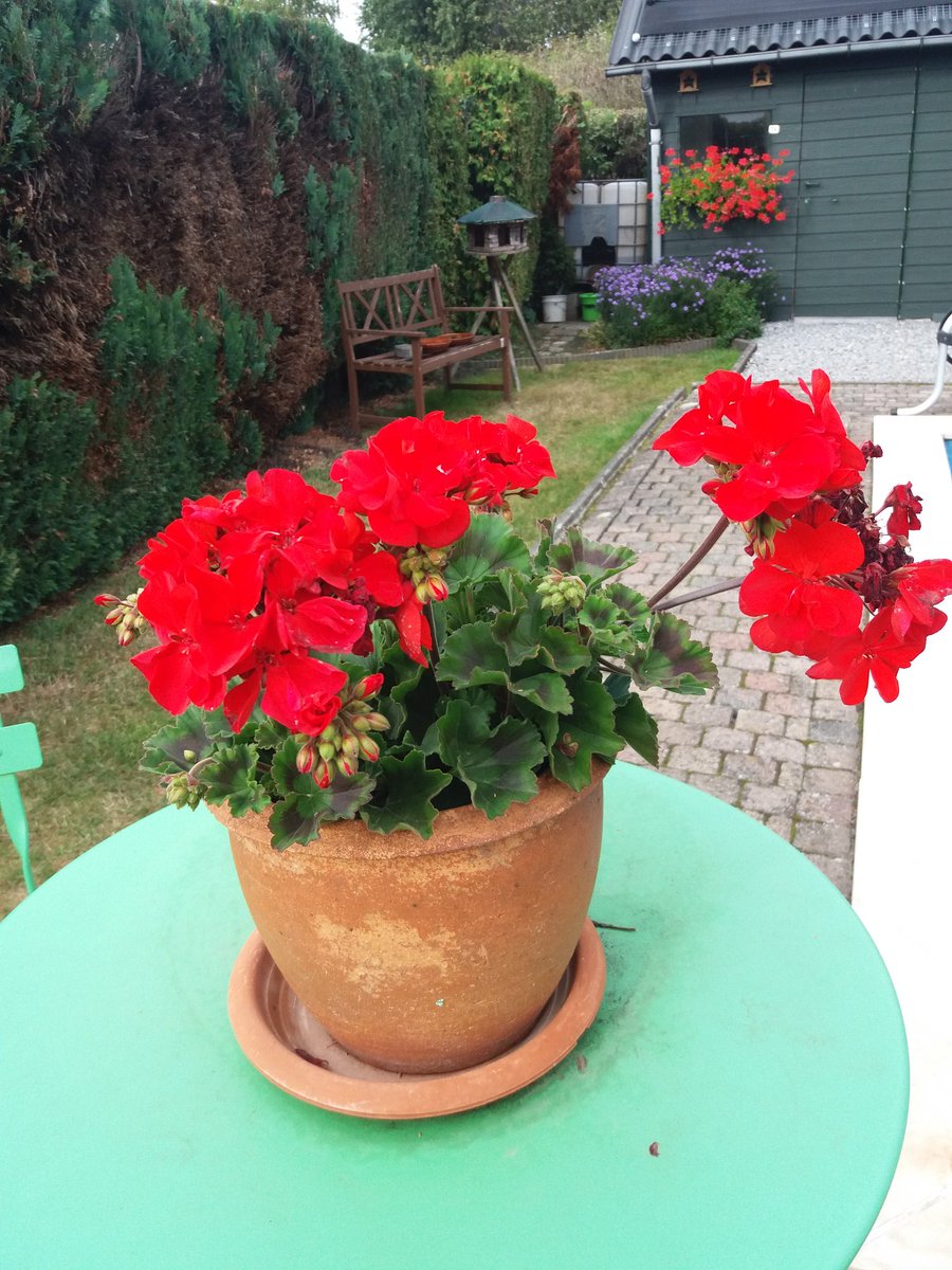 DANNY VANRUSSELT tweet media