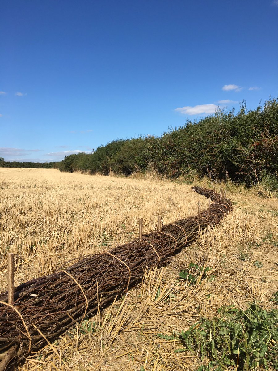 Hydro_Howard's tweet photo. A beautiful day last week spent with @lovesmallwoods and @MarthaCrockatt from @earthwatch_org installing #coppice #fascines in a pilot to see if they can reduce land degradation and #river #siltation https://t.co/opb8oIPx9b