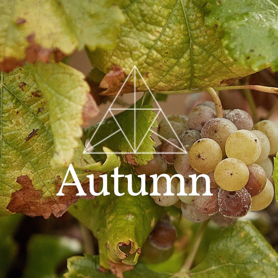 ChateauCoutet's tweet photo. 🍂 #AUTUMN | Seasons make vines and wine.
Today is the first day of Autumn. The team at #ChâteauCoutet in #Barsac, 1er Grand Cru Classé wishes you a beautiful season!
#firstclassifiedgrowth #Harvest19 #coutet #mycoutet #BalyFamily https://t.co/7qN3vSZzkl
