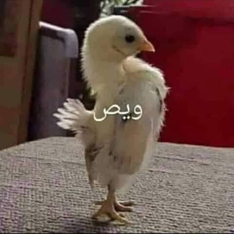 لا حس ونفس ليش بلة منو مزعلكم