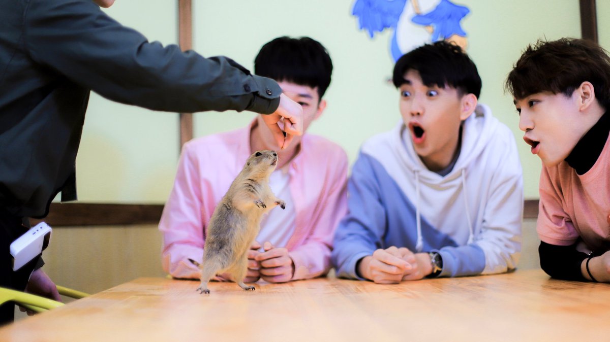 GZTV_FCWM's tweet photo. 它起飞的瞬间…我们放弃抢瓜子的竞争。 https://t.co/ZPfB6zrpVL