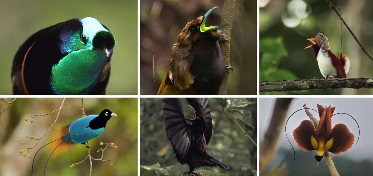 Economie_Biodiv's tweet photo. Un petit rappel de la beauté omniprésente dans la #biodiversité des oiseaux en Nouvelle Guinée, un plaisir intarissable pour les yeux et les oreilles.
Il y a encore tant de merveilles à préserver !
#birdsofparadiseproject
https://t.co/uqlHAZPkm1
https://t.co/wUduLH6UCG https://t.co/Nz3zzOcLmt