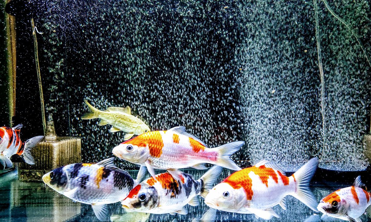 M K Twitter પર Koi Fish Tank 絶好調 錦鯉 国魚 錦鯉水槽 こやのせ錦鯉 アクアリウム