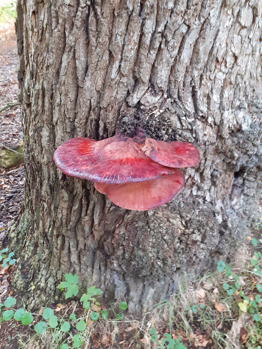 Prachtige biefstukzwam op buitenplaats Leyduin van @landschapnh . Ga ook mee met een paddenstoelenexcursie op 29 september tijdens het MOOOISTE festival. Zie landschapnoordholland.nl/MOOOISTE.