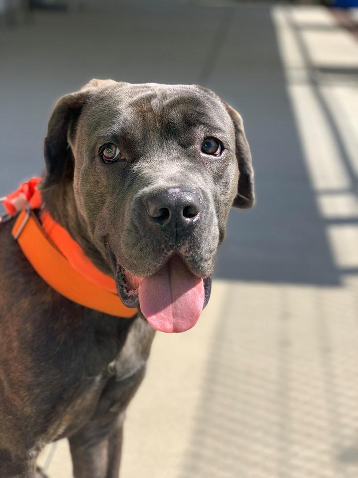 StratfordSTARS's tweet image. Spent some quality time with Linus, who's a little lonely since his friend Charlie Brown was adopted. Linus is lovable pup who knows sit and look.  We think he's ~1 yr old and would do best with an experienced owner. Come on down and meet this beautiful boy! #STARS #AdoptDontShop