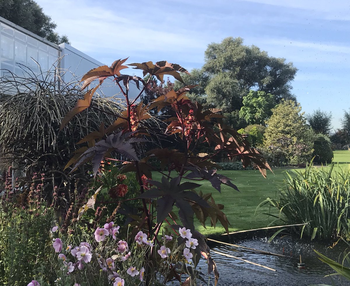 Is jouw wonderboom hoger dan 2.00 meter? Geef het aan ons door! 
Aanstaande zaterdag komen we de hoogste exemplaren opmeten en voor de winnaar hebben we uiteraard een beloning. 🏆
