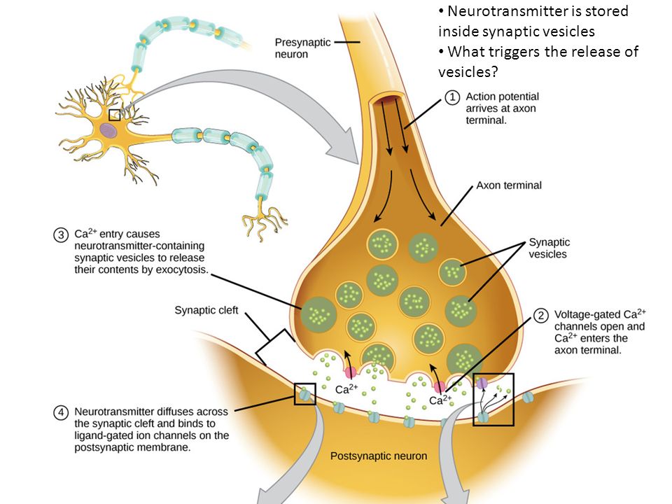 DaBostonian__'s tweet photo. In a #neuron, #synaptic_vesicles store various #neurotransmitters that are released at the #synapse. The release is regulated by a voltage-dependent calcium channel. #Vesicles are essential for propagating #nerve_impulses between neurons and are constantly recreated by the #cell. https://t.co/LHn6fsnuwd