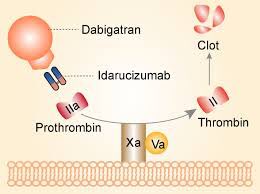 LeechCaroline's tweet photo. There is now a direct reversal agent for Dabigatran, which has an even trickier name to pronounce.......Idarucizumad! #MidlandsMT https://t.co/TSpYIcXnuU