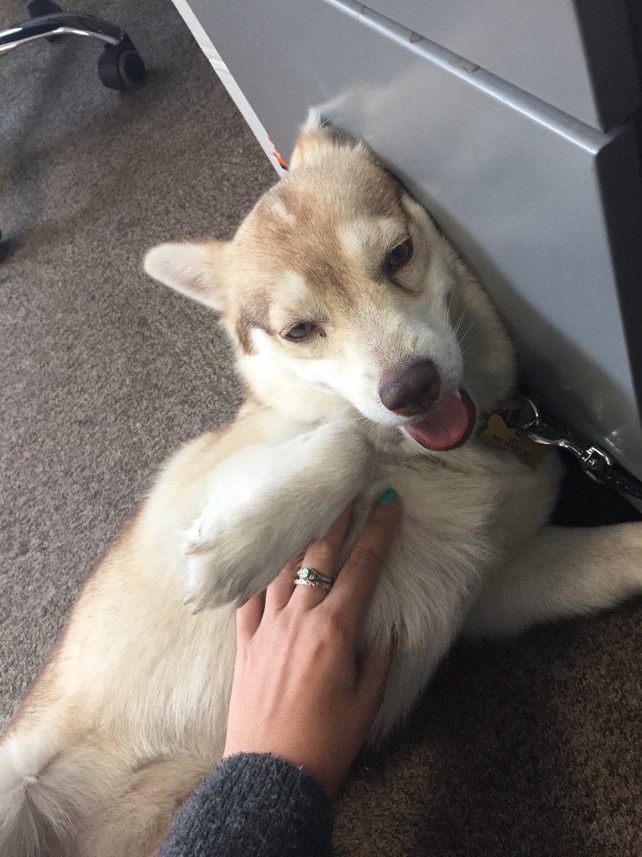 Employee of the month 🐶