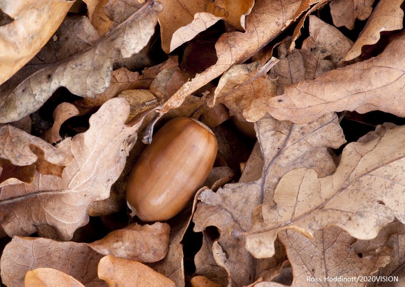 The Wildlife Trusts tweet media