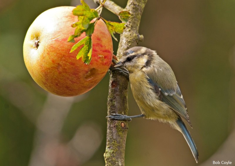 The Wildlife Trusts tweet media