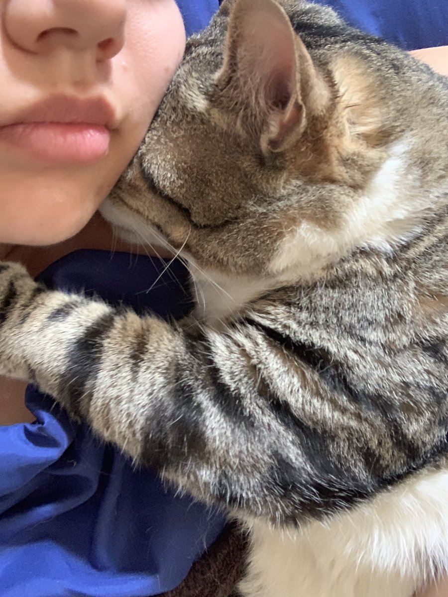 WinslowIsACat's tweet photo. she is home https://t.co/54RFMImdGL