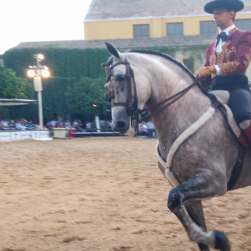 despierta403's tweet photo. Este fin de semana se presentó en la feria del caballo el proyecto Havita, "Hogares temporales pero Hogares" ,un gran proyecto solidario @FFepamic .En este articulo @cordopolis_es  vemos el video promocional Dirigido por Eduardo Párraga
➡https://t.co/IREDuvO2HJ https://t.co/AgXoiGtyEu