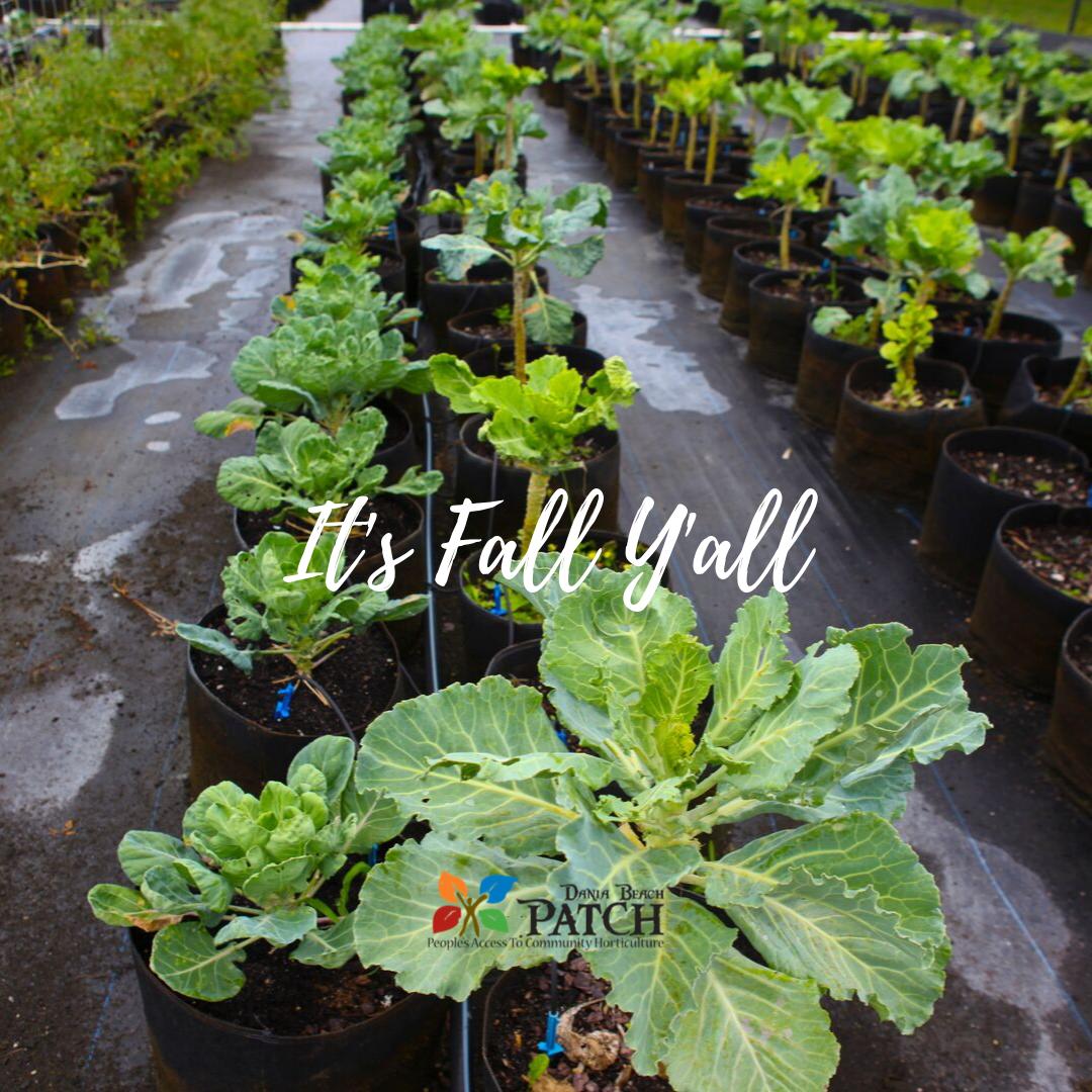 DaniaBeachCRA's tweet photo. It's officially fall! 🍂🍃🌴
That means our growing season at The PATCH Garden is about to ramp up! Learn about volunteer opportunities &amp; farm hours here: 
https://t.co/2Z0XIRHib4

1201 W. Dania Beach Blvd
#DaniaBeach #GrowTogether https://t.co/ts0l5UpZHn