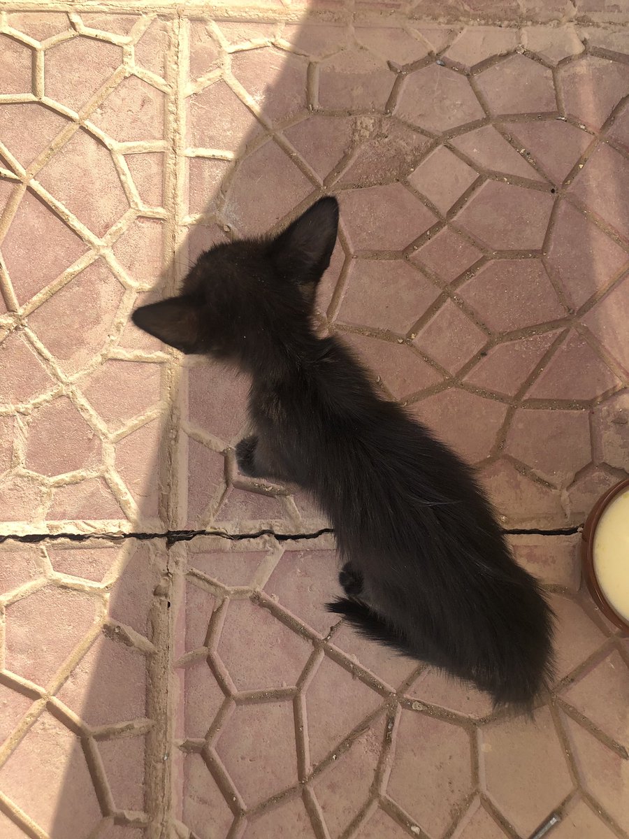 NaNa_AlWhatever's tweet photo. قطه للإنقاذ قي حي الخليج- الرياض
شارع محمد بن اسماعيل الصنعاني
للأسف رحلتي اليوم 💔ولا اقدر اعتني فيها!
أرجو من له القدره ياخذها يعتني فيها وانا اساعدكم بإذن الله
@OpenPaws #riyadhcats
@RiyadhCats https://t.co/tvUTRiMJnT