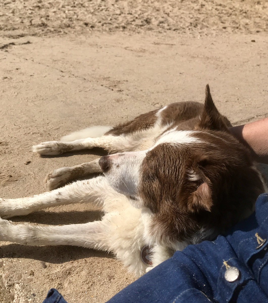 AttercliffeDog's tweet photo. Just love the beach https://t.co/mfDuwtYZhk