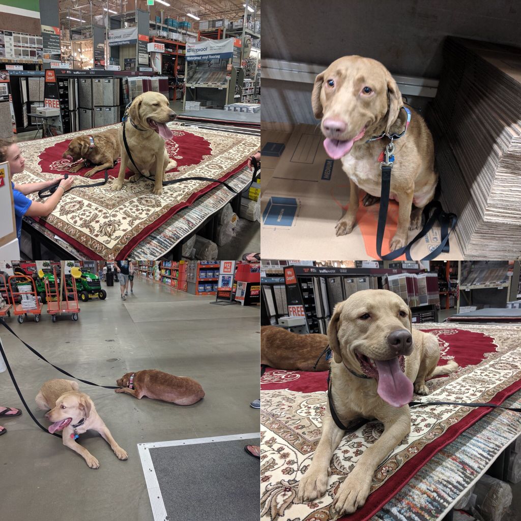 BLK9MD's tweet photo. So proud of these two Chessies. "Brett" and "Saison" have come a long way. Here they are joining their family in a trip to Home Depot

Start training with us today!
 Call 800-266-2365 or email us Traininginfo@bluelinek-9.com
check out our site BlueLineK… https://t.co/pJC6cfmndm