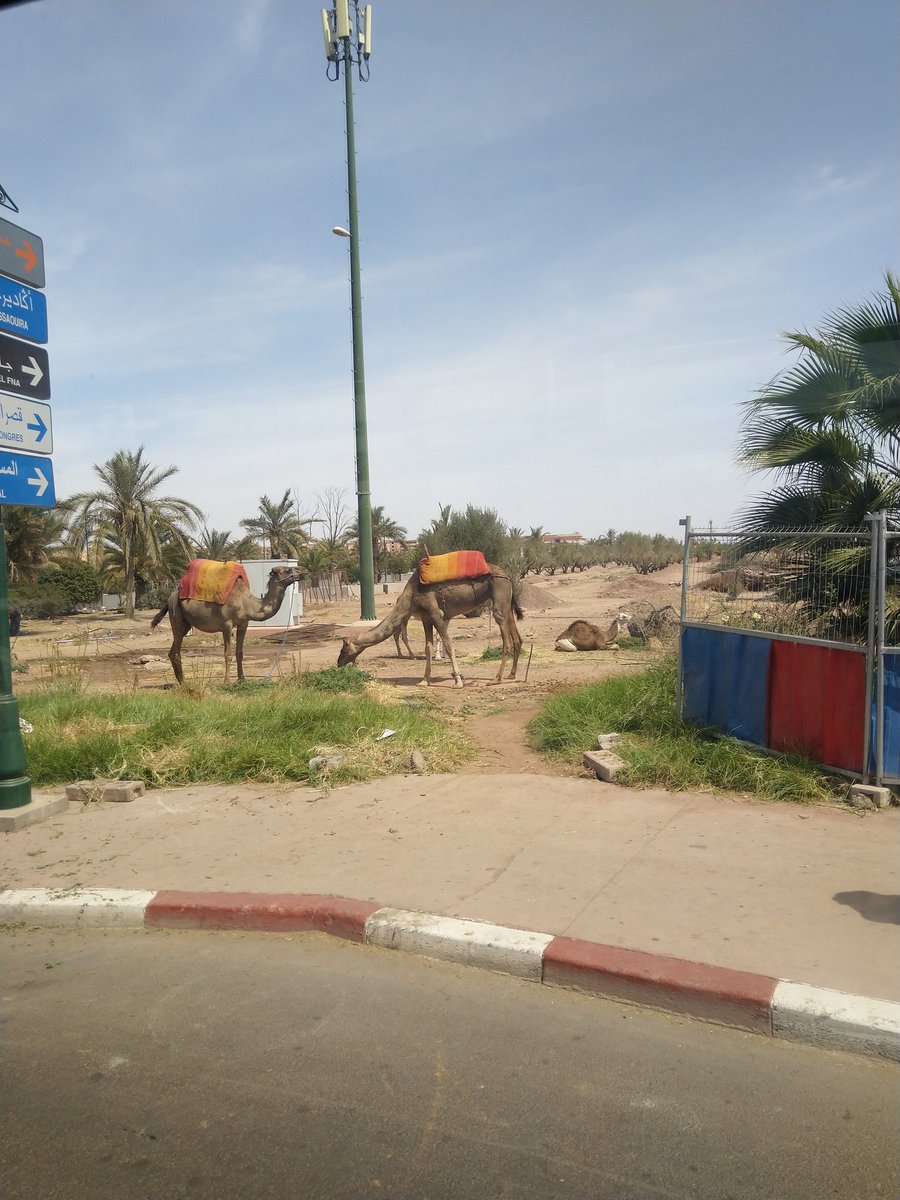 Did you know they named these camels because they look just like the #OCaml logo?

On my way to the <a href="/OpenMirage/">MirageOS</a> retreat!