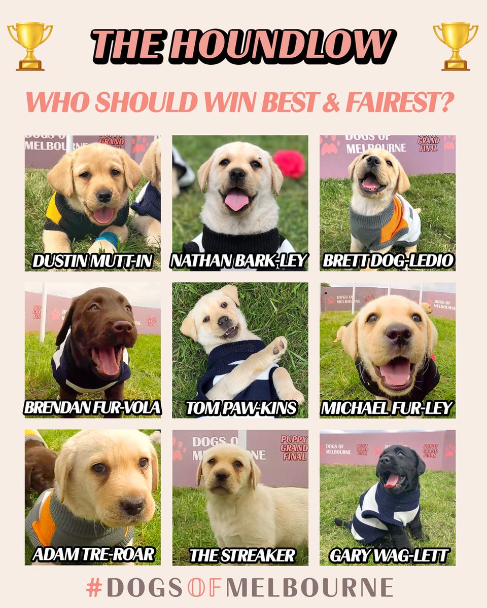 DogsofMelbourne's tweet image. Who should take home #HoundlowMedal ? 🏅🐶 #BrownlowMedal #PuppyGrandFinal #DogsOfMelbourne #JoinThePack