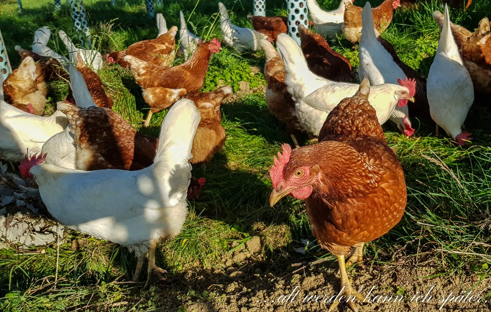 Regula_Blog's tweet image. Mobilität ist ein Thema, worüber viel gesprochen wird. Ohne Mobilität kein Reiseblog:-)
Mit viel Freude habe ich über mobile Hühner recherchiert. 
Mehr dazu: altwerden-spaeter.blog/2019/09/23/mob…