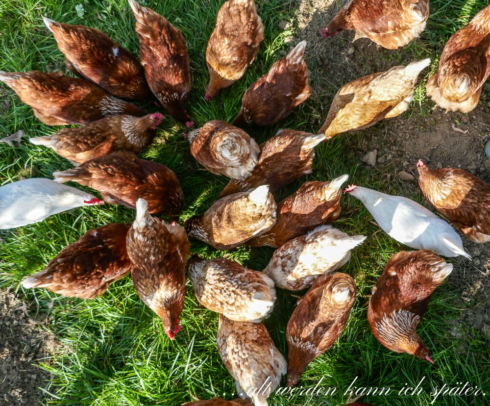 Regula_Blog's tweet image. Mobilität ist ein Thema, worüber viel gesprochen wird. Ohne Mobilität kein Reiseblog:-)
Mit viel Freude habe ich über mobile Hühner recherchiert. 
Mehr dazu: altwerden-spaeter.blog/2019/09/23/mob…