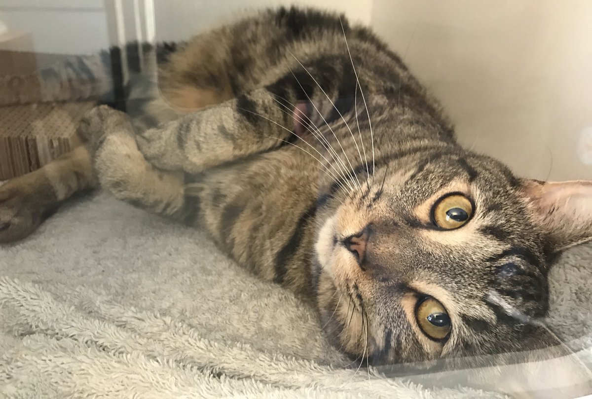 MorrisAnimal's tweet photo. It worked! Next: adopter summoning circle (RT to make magic!)

                       😺
              😺             😺
        😺      a home     😺

     😺             for           😺

        😺    Jazz kitty    😺
              😺              😺
                        😺 https://t.co/gRfeNiUawK