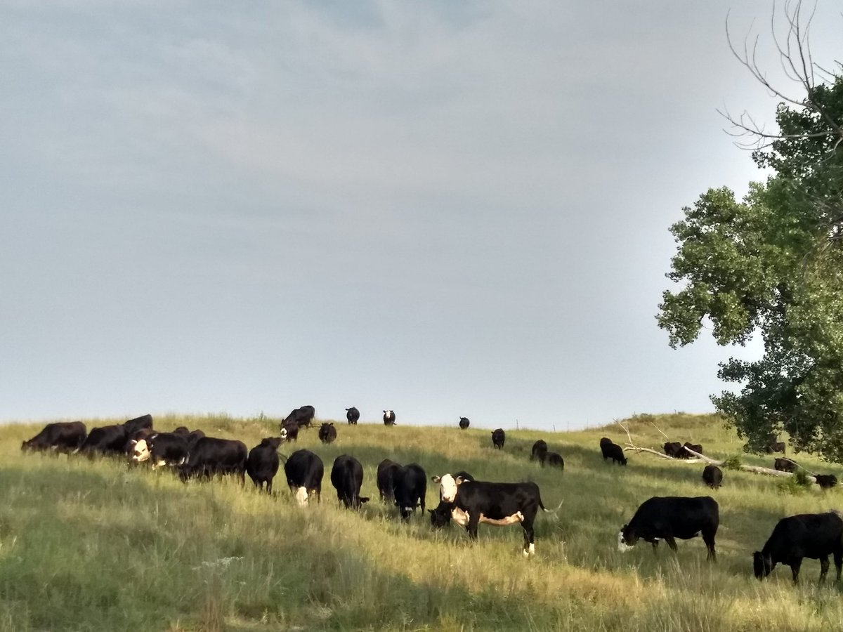 #faircattlemarkets #makethecattlemarketgreatagain <a href="/realDonaldTrump/">Donald J. Trump</a> <a href="/POTUS/">President Donald J. Trump</a> Mr. President, Farmers and ranchers are the backbone of our country. We feed the world. We don't ask for a hand out but we need a hand up, Sir! Please reinstate COOL!