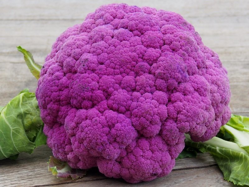 LoriShemek's tweet image. White cauliflower has many health benefits, but the purple variety has one flavonoid not found in others — anthocyanins. 

Cauliflower boosts antioxidant levels, helps eliminate harmful gut bacteria, cancer preventative, protects brain health &amp;amp; more. 

#health #DNAprotection