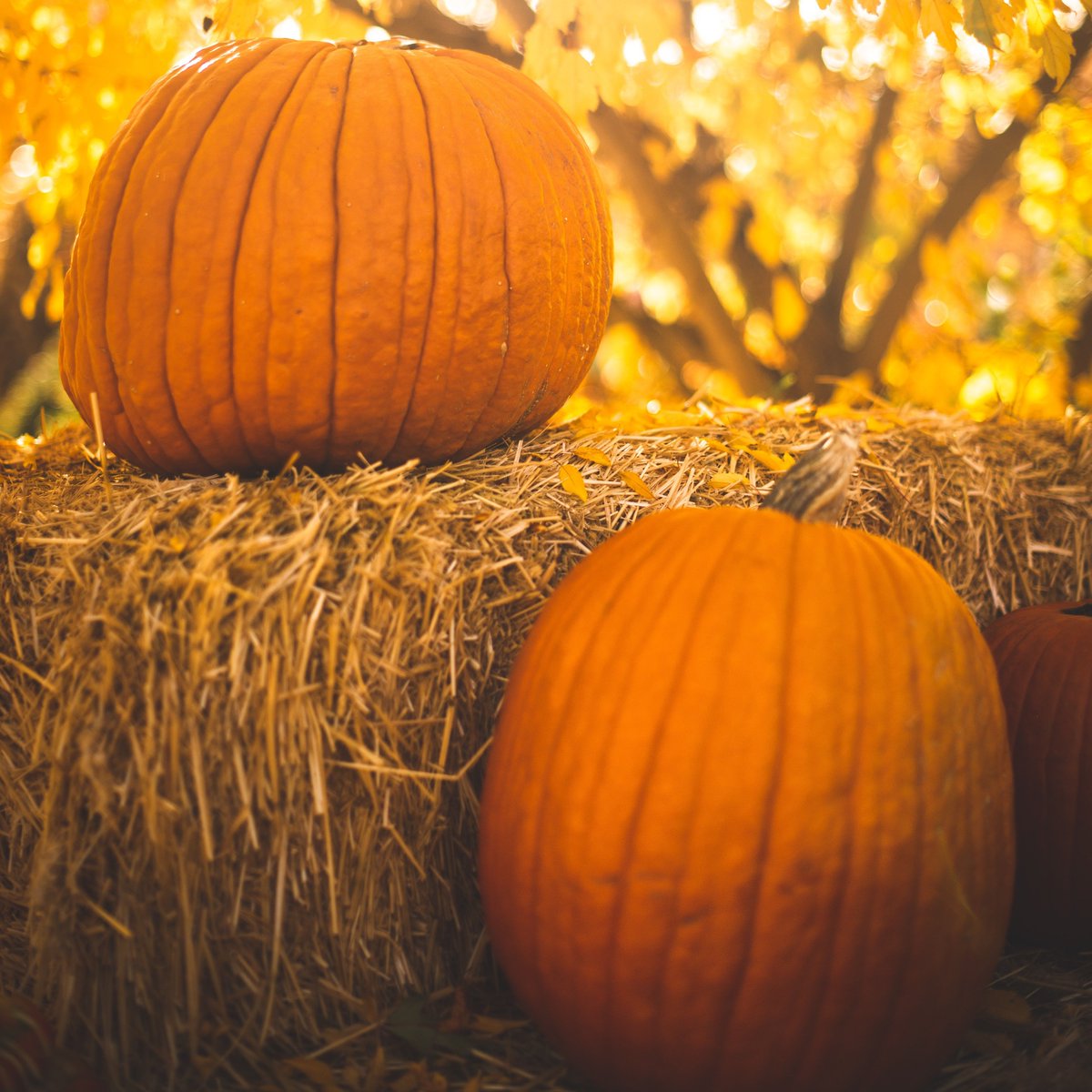 hillcountryhd's tweet image. It's officially here! Happy first day of fall, everyone. What fun fall activities are you most looking forward to? 👻🎃

#Firstdayoffall #Firstdayofautum #Spookyszn #Halloweenseason #pumpkinpatch #fallfeels #fallfun #AustinTx #SpicewoodTx
