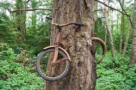 Check this out! On Vashon Island there is a bike embedded in a tree. What do you think happened?