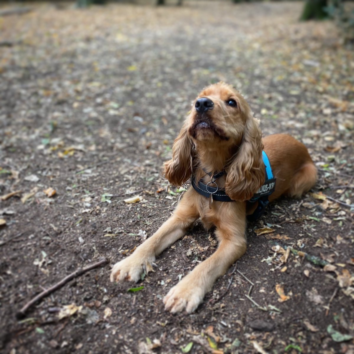 rhubarbfourpaws's tweet photo. TFW you find out someone’s been putting photos of you on social media for months. https://t.co/pdIVX3y9zd