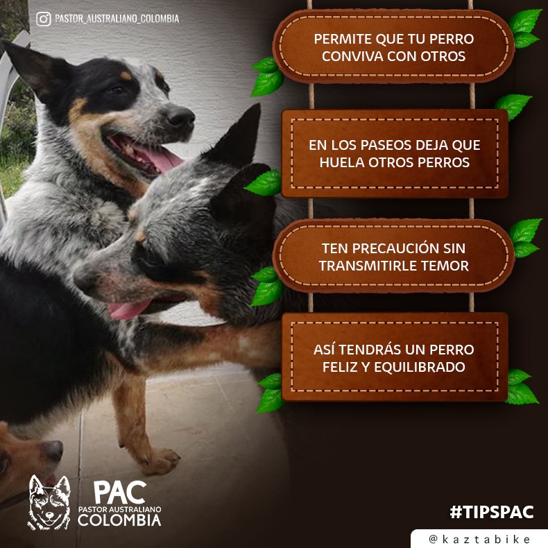 ColombiaPastor's tweet photo. Junto a nuestros PACceros, todo es posible. 🐺💕💪🏼🍃 #pastoraustralianoganadero #pastorganaderoaustraliano #australiancattledog https://t.co/xP7OMmNhZ7
